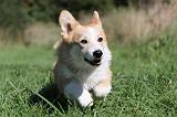CORGI PEMBROKE 351
